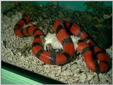 snake eating