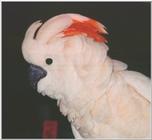 Molluccan Cockatoo