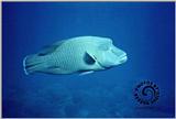 Underwater Photos - mwrass.jpg - Humphead wrasse (Cheilinus undulatus)