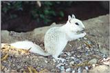 white ground squirrel