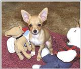 New Chihuahua and her Toys (jpg)