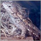 Northern Fence Lizard (Sceloporus undulatus hyacinthinus) #1