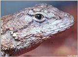 Northern Fence Lizard (Sceloporus undulatus hyacinthinus) #2