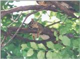 Fox Squirrel ngoct2