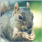 Fox Squirrel ngoct3