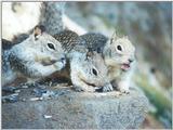 Calif Ground Squirrels