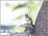 Chipmunk ngoct6
