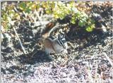 Chipmunk ngoct7