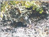 Chipmunk ngoct8