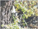 Chipmunk ngoct9