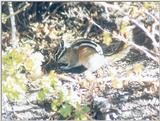 Chipmunk ngoct11