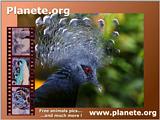 Planete.org