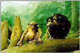 Hairless Chimpanzee - St. Louis Zoo - nohair01.jpg