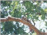 Fox Squirrel nov01