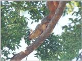 Fox Squirrel nov02