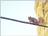 Fox Squirrel