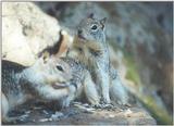 Calif Ground Squirrels nov2 1
