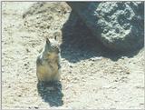 Calif Ground Squirrel nov2 4