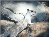 Calif Ground Squirrel nov2 5