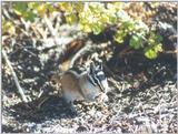 Chipmunk nov2 6