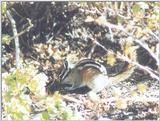 Chipmunk nov2 9