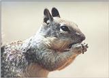 California Ground Squirrel 101k jpg