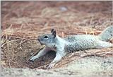 California Ground Squirrel 89k jpg