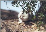 California Ground Squirrel 77k jpg