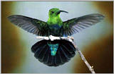 Re: Requested : Hummingbird and butterfly