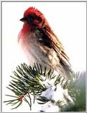 Re: Request for American Birds -- Purple Finch