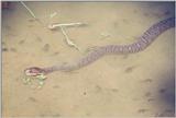 Northern Water Snake (Nerodia sipedon sipedon)