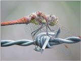 Digital Insect Photos
