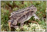 Oak Toad - Bufo quercicus