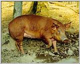 Pig Pictures - Homeplace 1850