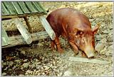 Hogs - Land-Between-the-Lakes - oink02.jpg