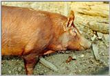 Hogs - Land-Between-the-Lakes - oink03.jpg