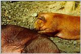 Hogs - Land-Between-the-Lakes - oink04.jpg