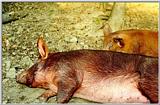 Hogs - Land-Between-the-Lakes - oink05