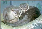 Oriental Small-clawed Otter (Amblonyx cinerea)