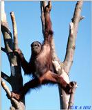 Re: Orang Utans, anyone?