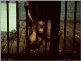 Baby Orang #1