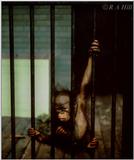 Baby Orang #2