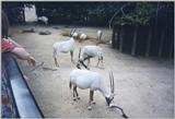 London Zoo: oryxes1.jpg