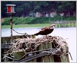 osprey01.jpg - Beaufort, SC