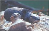 North American River Otter #3