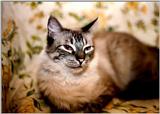My Cat Piggy