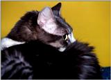 My Cat Zachary - p-zachary01.jpg(1/1) 112841 bytes