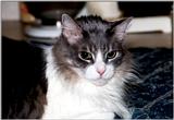My Cat Zachary - p-zachary02.jpg(1/1) 128608 bytes