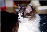 My Cat Zachary - p-zachary03.jpg(1/1) 109127 bytes