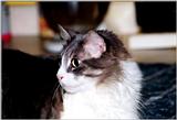 My Cat Zachary - p-zachary05.jpg(1/1) 112830 bytes